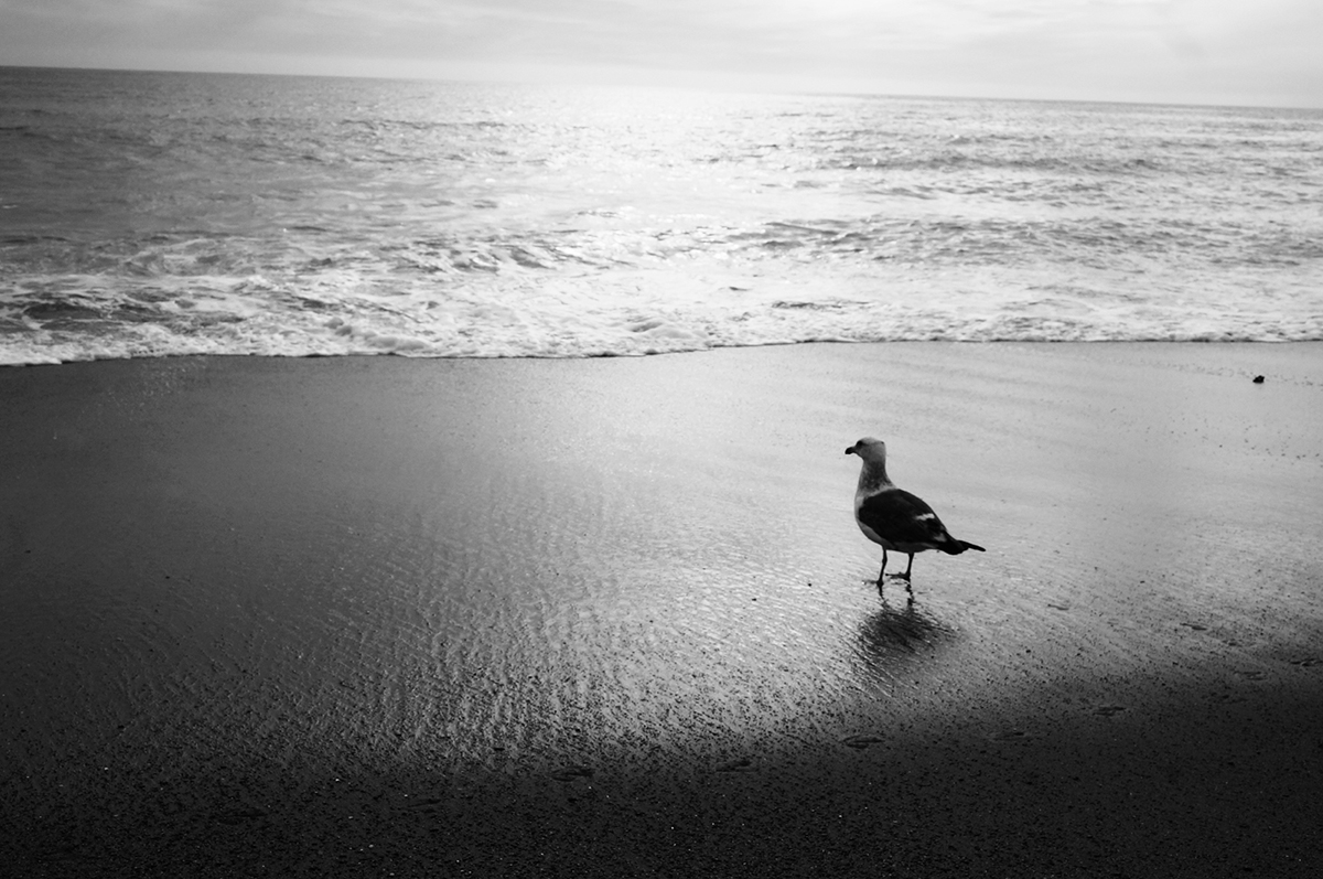 Borsai Szandra - Oldalablak